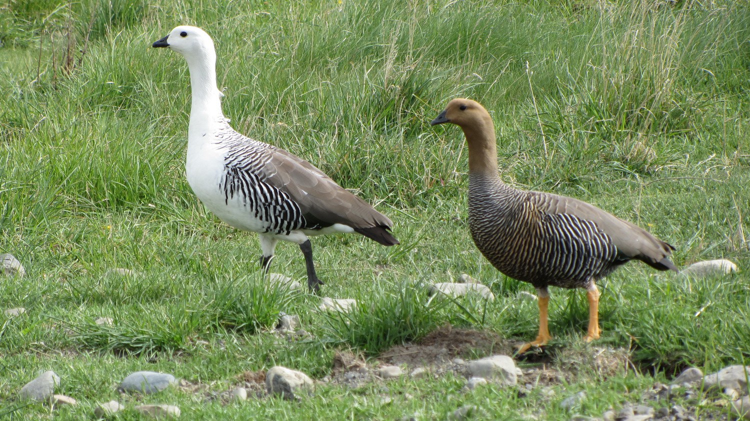 Pair of Upland Geese